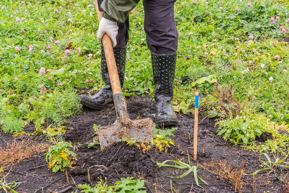 Догляд за смородиною восени: посадка куща у підготовлену яму з добривами