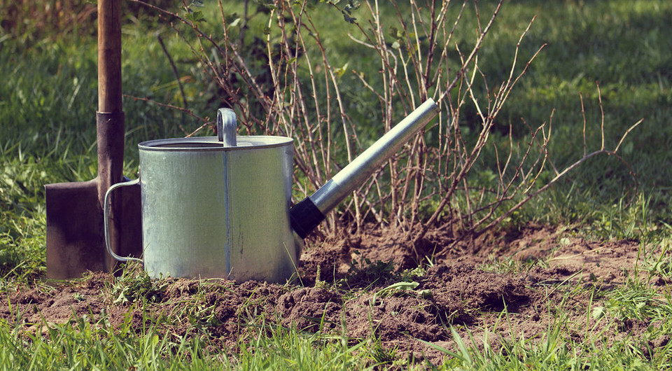 Пересадка смородини восени: садівник готує кущ до пересадки для рясного врожаю 2027