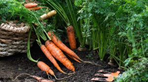 Коли збирати моркву у 2026 році: поради для максимального врожаю та зберігання. — Коли збирати моркву 2026