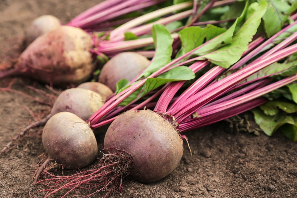 Буряк: Підготовка до зими! Збір буряка: підготовка врожаю до тривалого зберігання в погребі, очищення від землі.