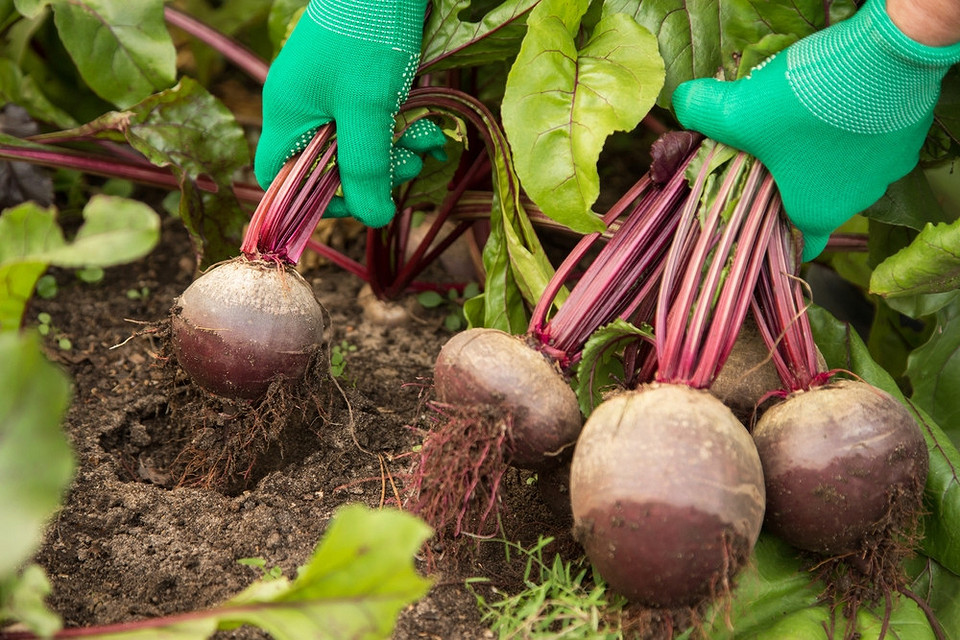 Сорти буряка: ТОП! Сорти буряка для тривалого зберігання: вибір найкращого сорту для зими, готові до збору.