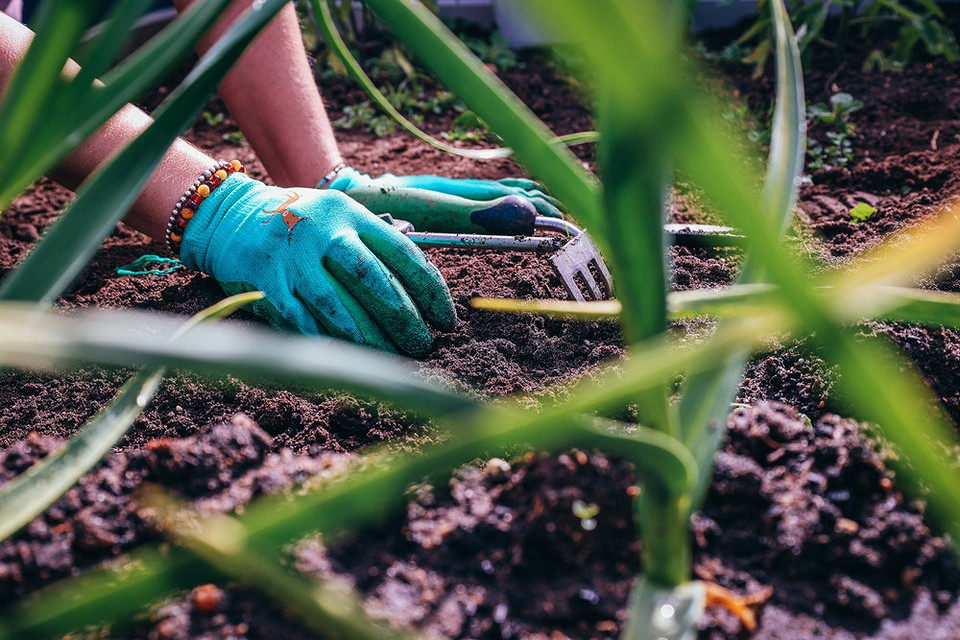 Догляд за цибулею батун: як виростити соковиту цибулю у відкритому ґрунті у 2026 році