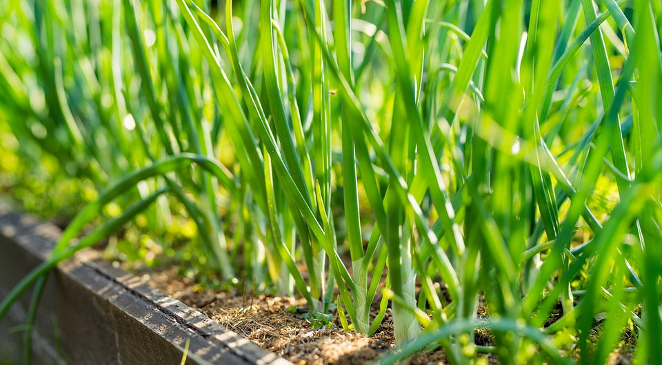 Вирощуємо цибулю-батун у 2026: Секрети пишного врожаю у вашому саду. — Посадка цибулі 2026