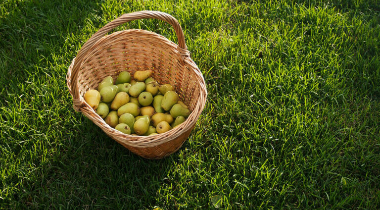 Місячний посівний календар: вересень 2026 для щедрого врожаю — Місячний календар для саду та городу 2026