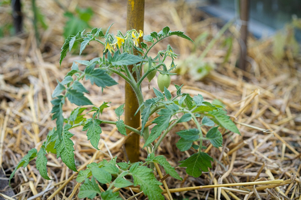 Переваги мульчування томатів: здоровий ріст, економія води, підвищення врожайності.