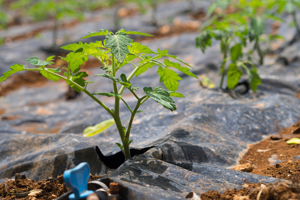 Мульча з трави Мульчування помідорів скошеною травою: захист ґрунту та природне азотне добриво для томатів.