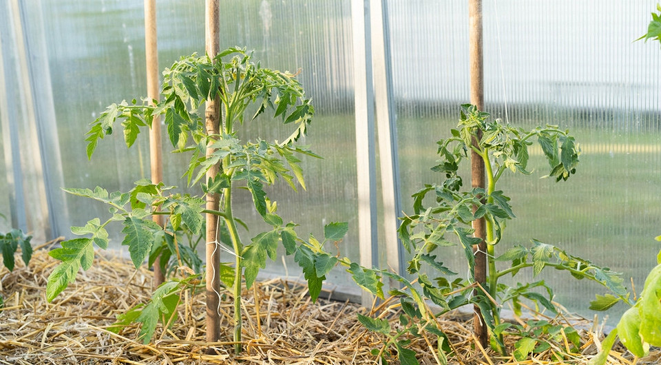 Мульчування помідорів різними видами мульчі для багатого врожаю в теплиці та на грядках.