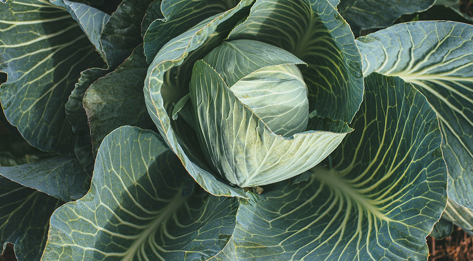 Обривати листя капусти? Обривання нижнього листя капусти для здорового врожаю: поради з догляду за капустою.