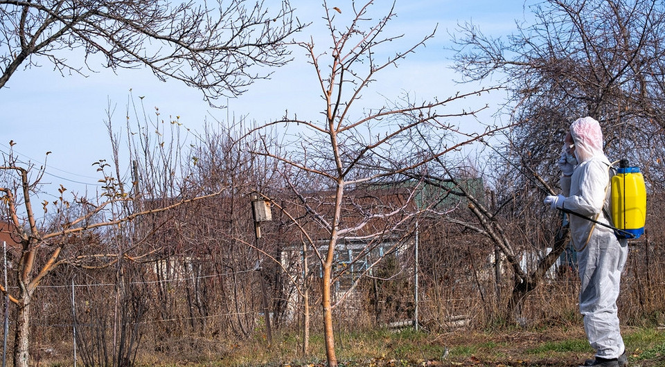 Осіннє обприскування саду залізним купоросом для захисту дерев від хвороб та шкідників.