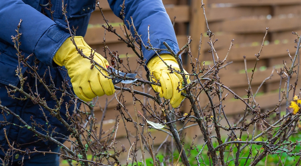 Осіння обрізка жимолості Обрізка жимолості восени для щедрого врожаю: правильна техніка догляду 2026.
