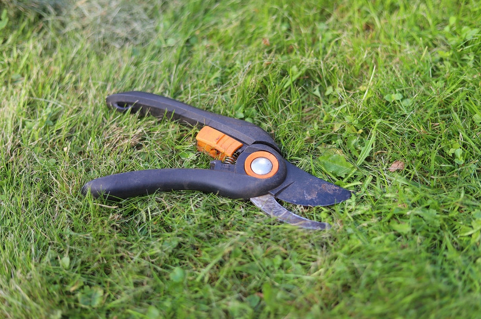 Покрокова обрізка восени Покрокова інструкція з обрізки жимолості восени: видалення пошкоджених і сухих гілок.