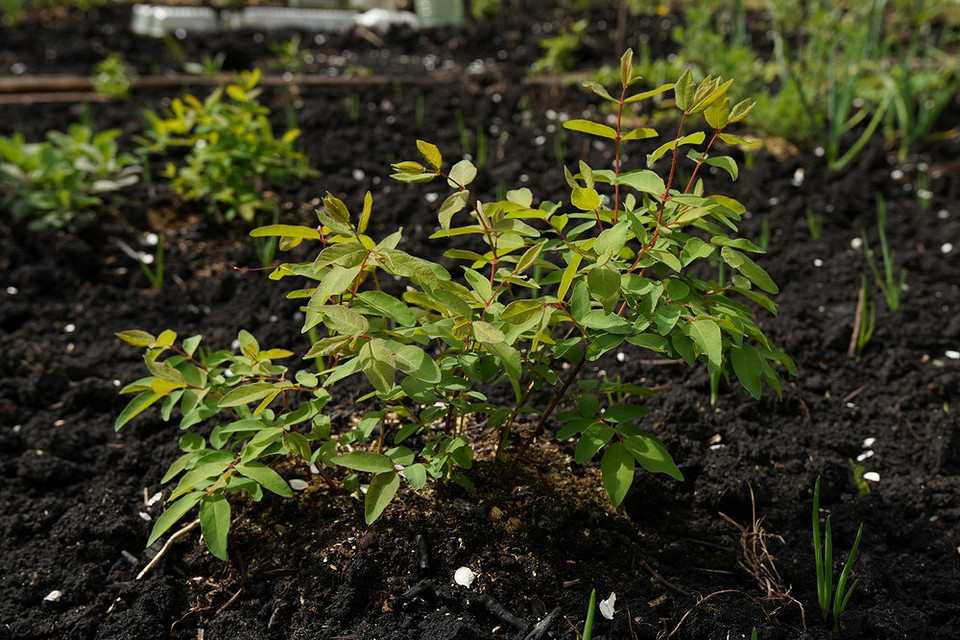 Інструменти для обрізки Інструменти для обрізки жимолості восени: секатор, рукавиці для безпечної роботи в саду.