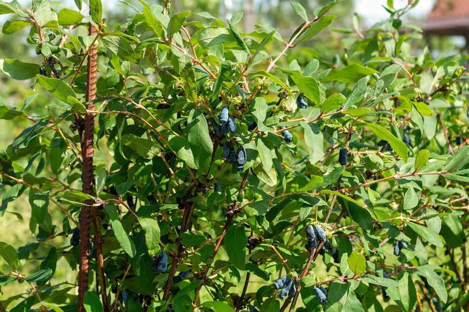 Здоровий кущ жимолості Обрізка куща жимолості восени: видалення старих гілок для здорового росту та врожаю.