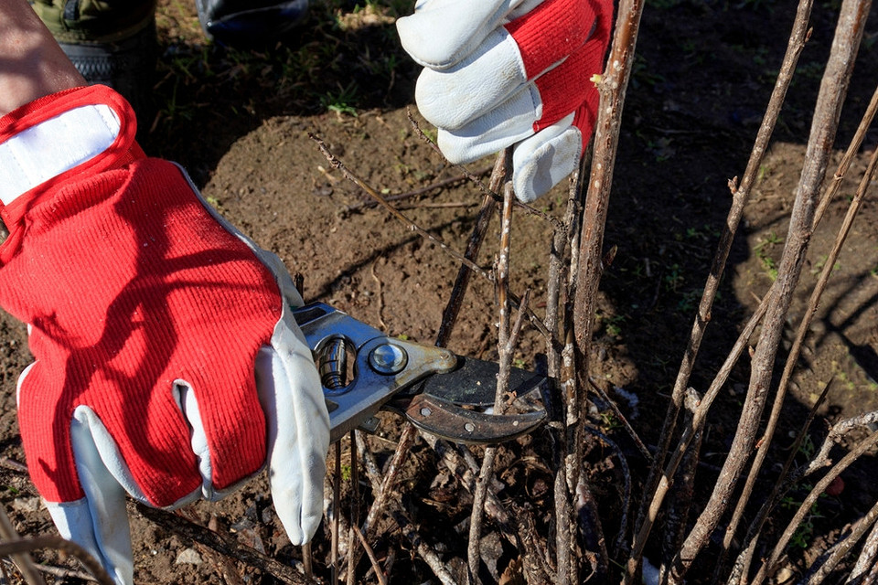 Обрізка жимолості восени: процес підготовки куща до зими для рясного врожаю