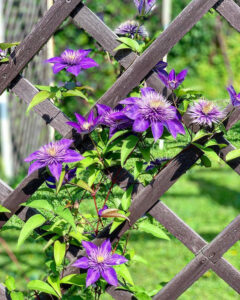 Клематиси: обираємо ідеальні опори для вашого саду — Опора для клематиса