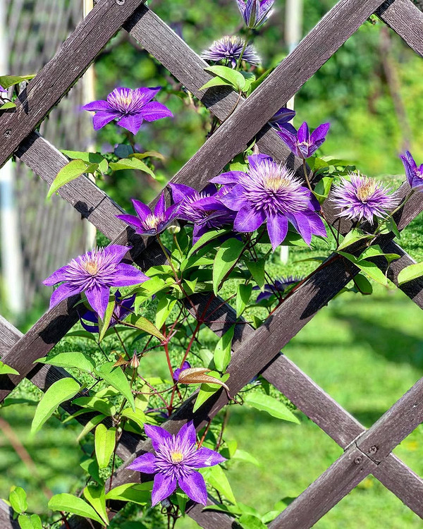 Різні матеріали для опори клематиса: дерево, метал, пластик та інше.