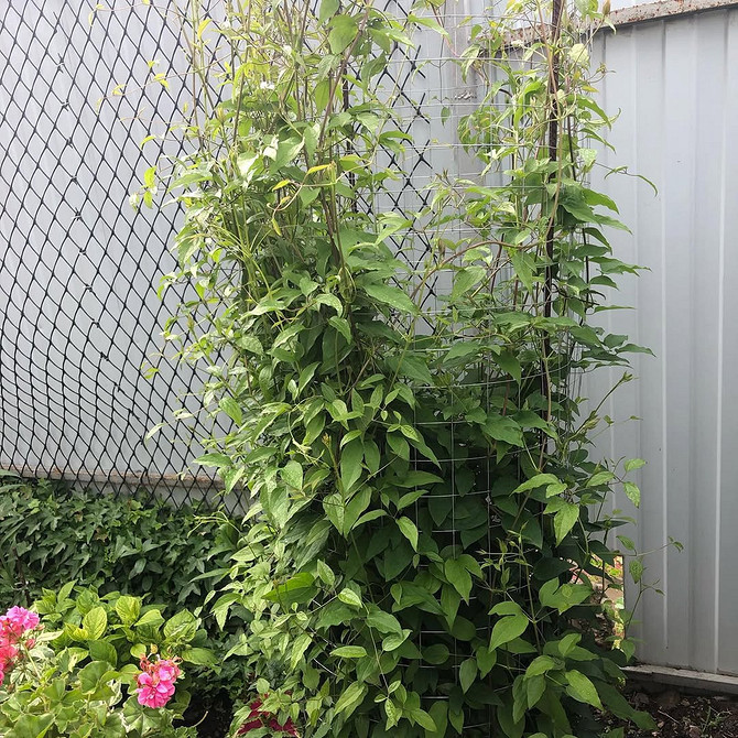 Садова конструкція: саморобна опора для клематиса, ідеальна для створення квітучого куточка.