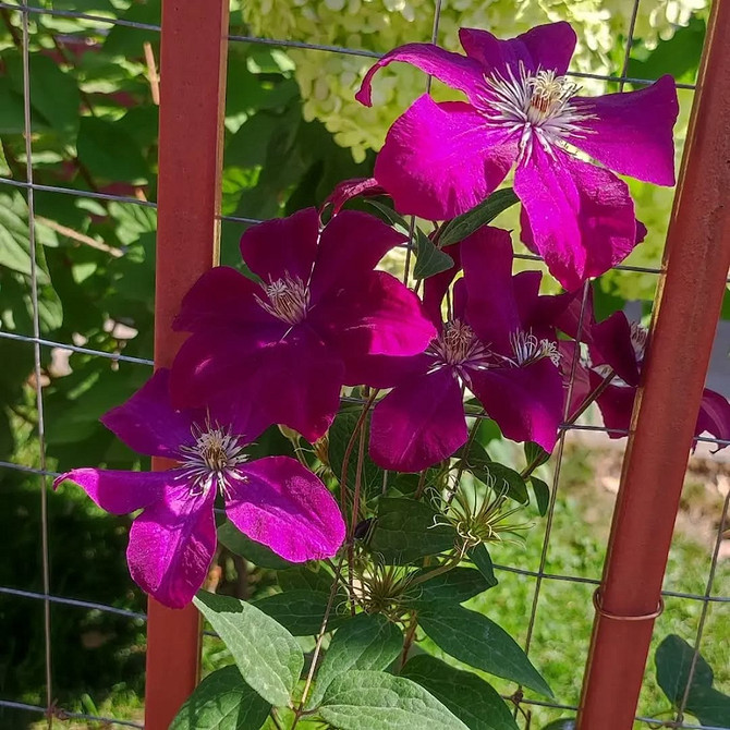 Інструкція зі створення опори для клематису: матеріали, інструменти та покроковий процес.