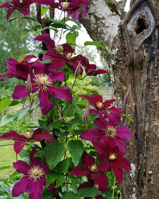 Оригінальна саморобна опора для клематиса: ідеї для творчості та підтримки рослин.