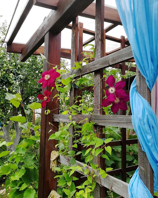 Оригінальна опора для клематису, зроблена своїми руками: унікальний дизайн для саду.
