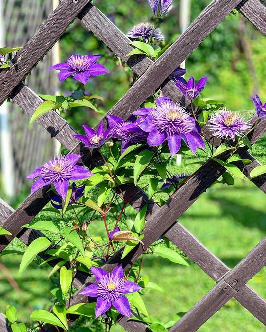 Клематис підіймається по стіні будинку, використовуючи спеціальні кріплення.