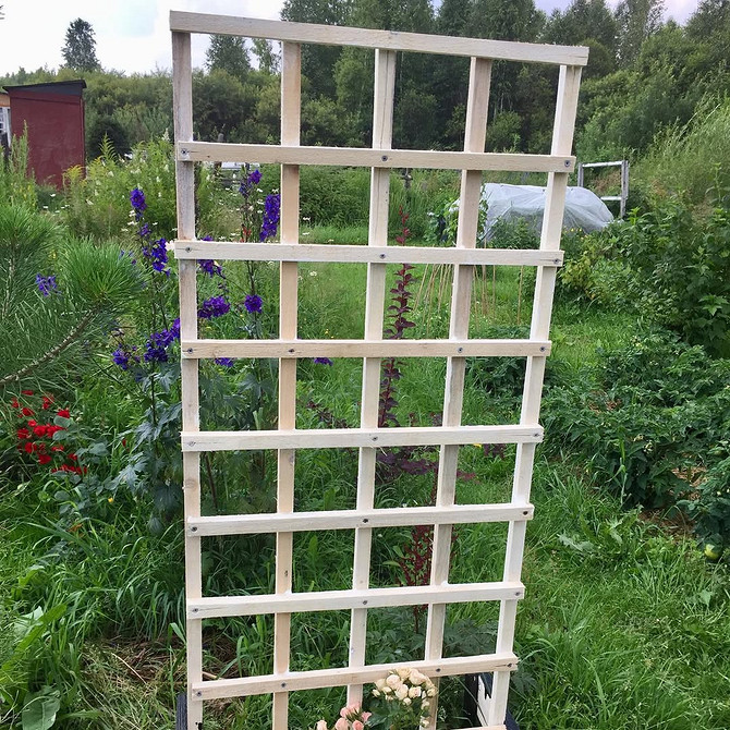 Металева шпалера підтримує клематис в саду, забезпечуючи йому надійну опору.