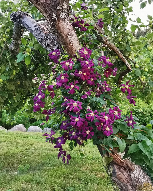 Саморобна опора для клематиса: цікавий дизайн для підтримки та пишного цвітіння.