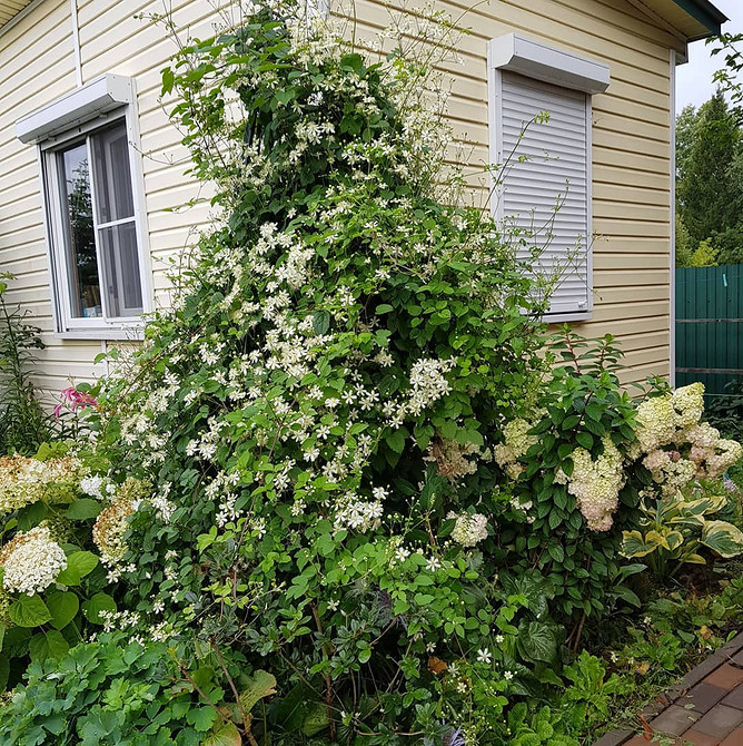 Готова саморобна опора для клематиса: натхнення для саду та підтримки рослин.