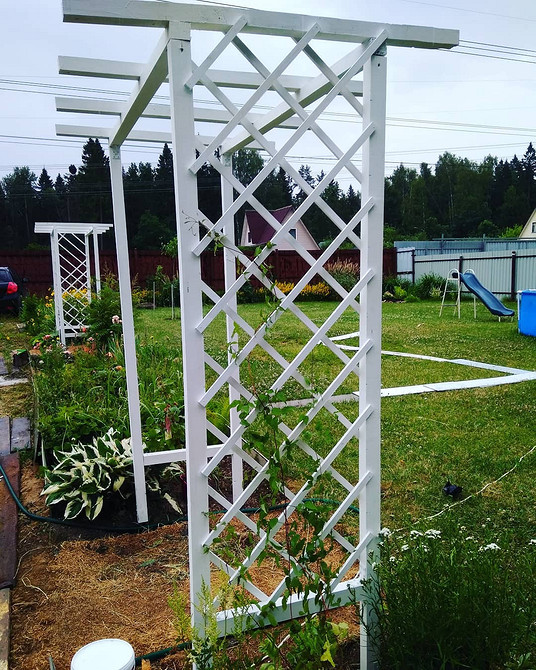 Креативна опора для клематиса зі старої драбини: ідея для натхнення.