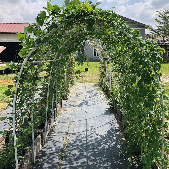 Опора для клематиса з дерева та мотузок: саморобний еко-дизайн для саду.