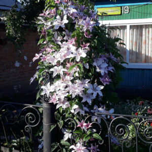 Клематис у вашому саду: як обрати ідеальну опору для пишного цвітіння — опори для клематисів