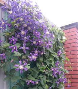 Клематиси 2026: найкращі опори для пишного цвітіння та затишного саду — Опори для клематисів своїми руками