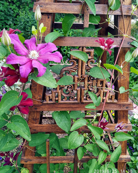 Клематис, що в'ється по металевій опорі: елегантне рішення для маленького саду.