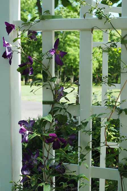 Проста саморобна опора для клематиса з дерев'яних рейок у саду.