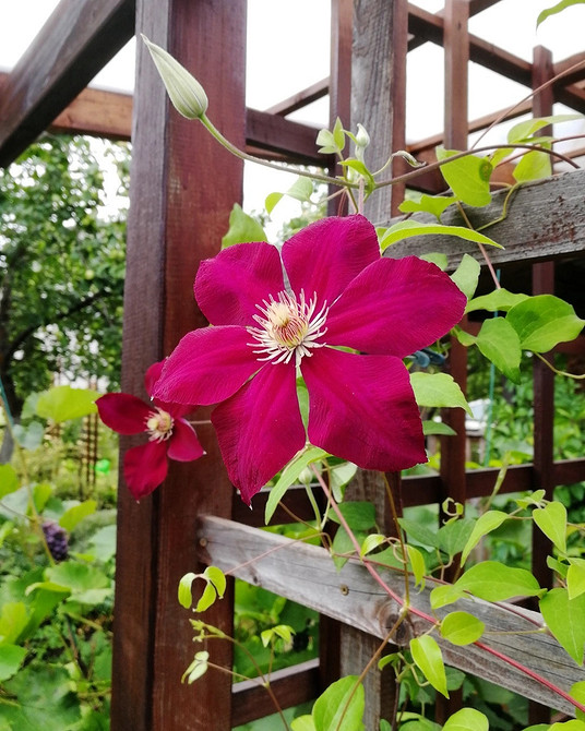 Готова опора для клематису в саду: підтримка та догляд за квітучою рослиною.