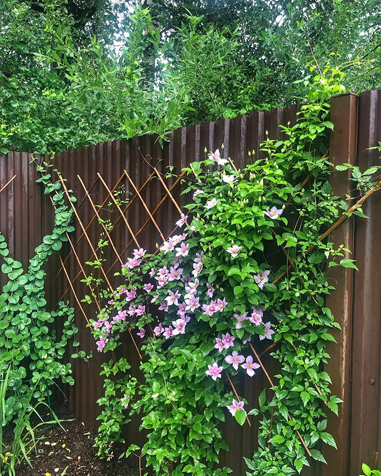 Інструкції для саморобної опори клематиса: легкий монтаж та надійна підтримка рослин.