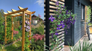 Як створити ідеальну опору для клематису