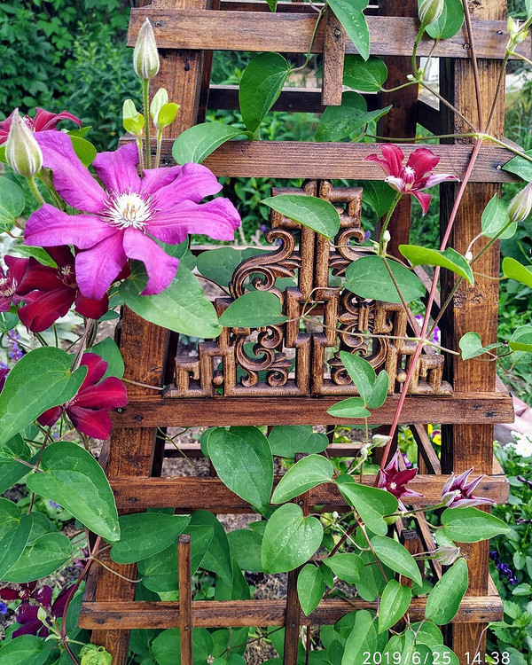 Різноманітні опори для клематису своїми руками: дерево, метал та інші матеріали.