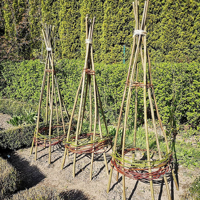 Пергола для клематисів своїми руками, повністю покрита квітучими клематисами різних кольорів.