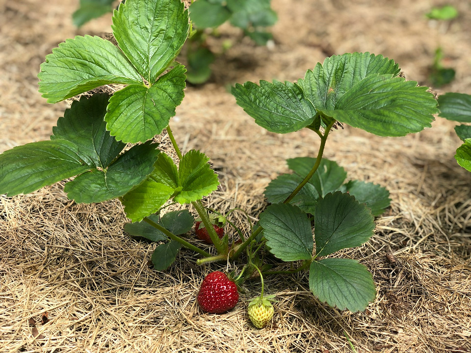 Обрізка полуниці восени для захисту від шкідників та підвищення врожайності 2027.