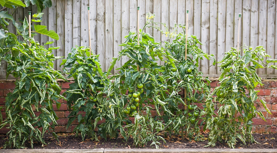 Скручене листя помідорів: причини та методи вирішення проблеми на городі.