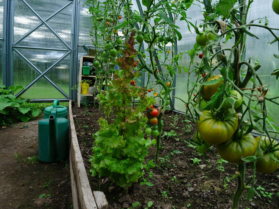 Скручене листя на помідорах: визначаємо причини та методи вирішення для здорового врожаю.