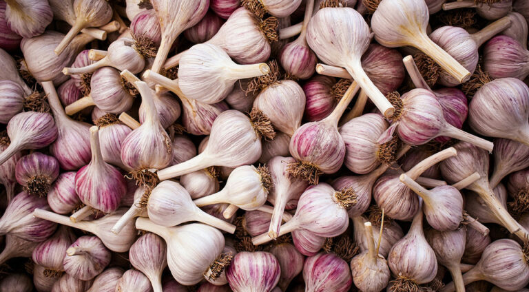 Озимий часник 2026: оптимальні терміни посадки та секрети врожаю — Посадка часнику під зиму 2026