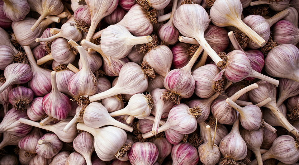 Ґрунт для часнику Підготовка ґрунту для посадки озимого часнику в 2026 році: перекопування та удобрення