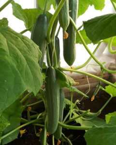 Найкращі ранні огірки 2026: вибір сорту для щедрого врожаю — Ранні сорти огірків