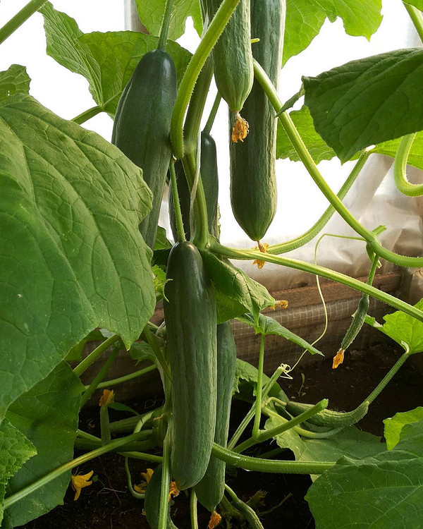 Ранні сорти огірків для 2026: вирощування популярних сортів для українського городу