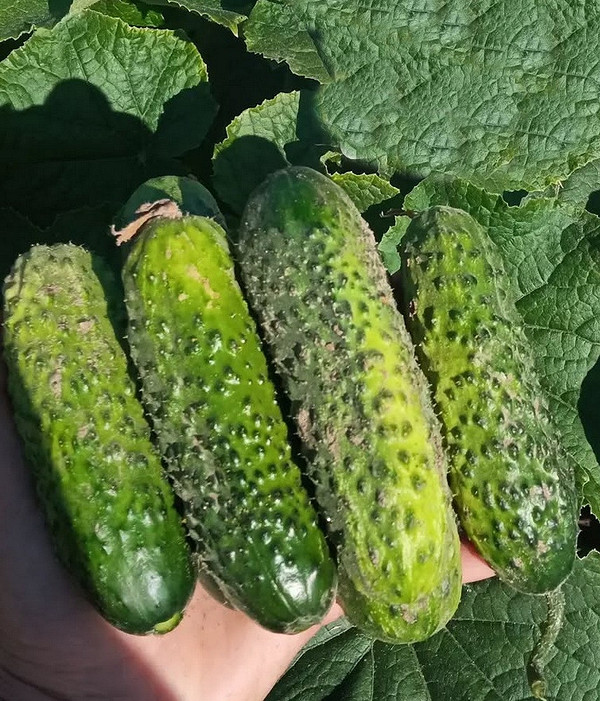 Саджанець раннього огірка на грядці: запорука швидкого росту та майбутнього врожаю