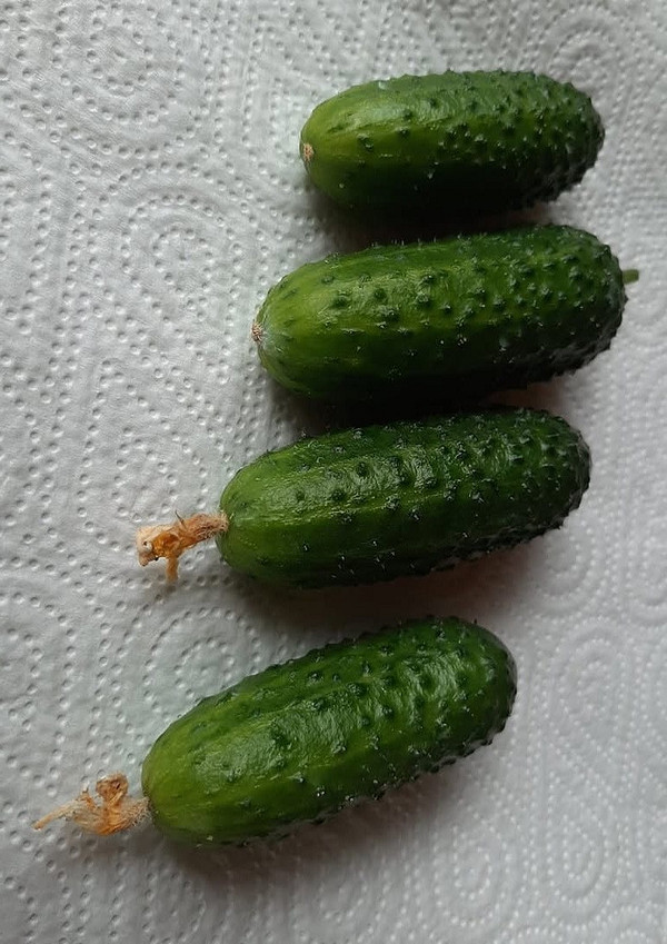 Свіжі корнішони: збір ранніх огірків для консервування та смачних салатів