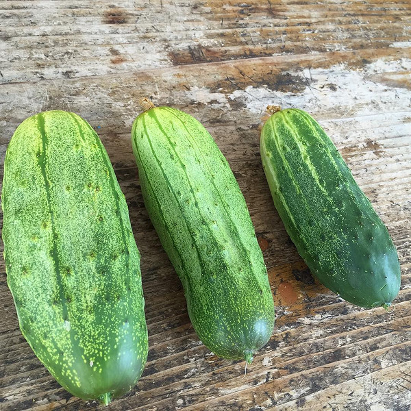 Самозапильний ранній огірок: гарантований врожай без допомоги бджіл у 2026