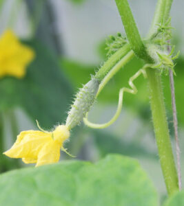 Вирощування ранніх огірків у 2026 році: Покрокова інструкція для щедрого врожаю — Вирощування огірків